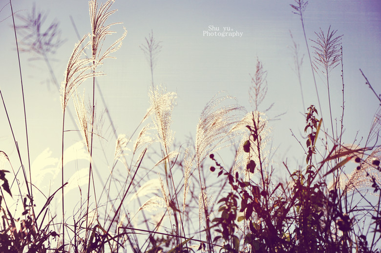 春光无限好  切莫负流年（花园煤矿  陈凤阁）