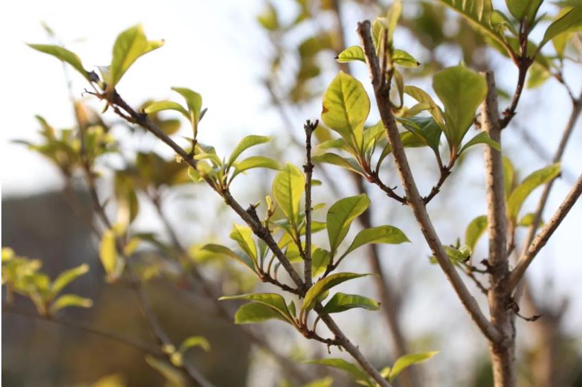 1681003751808027.jpg 微信截图_20230409092620.jpg