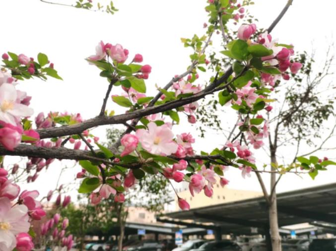 1681862393490815.jpg 微信截图_20230419075654.jpg