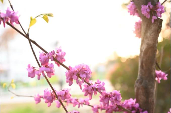 1681862439684082.jpg 微信截图_20230419075934.jpg